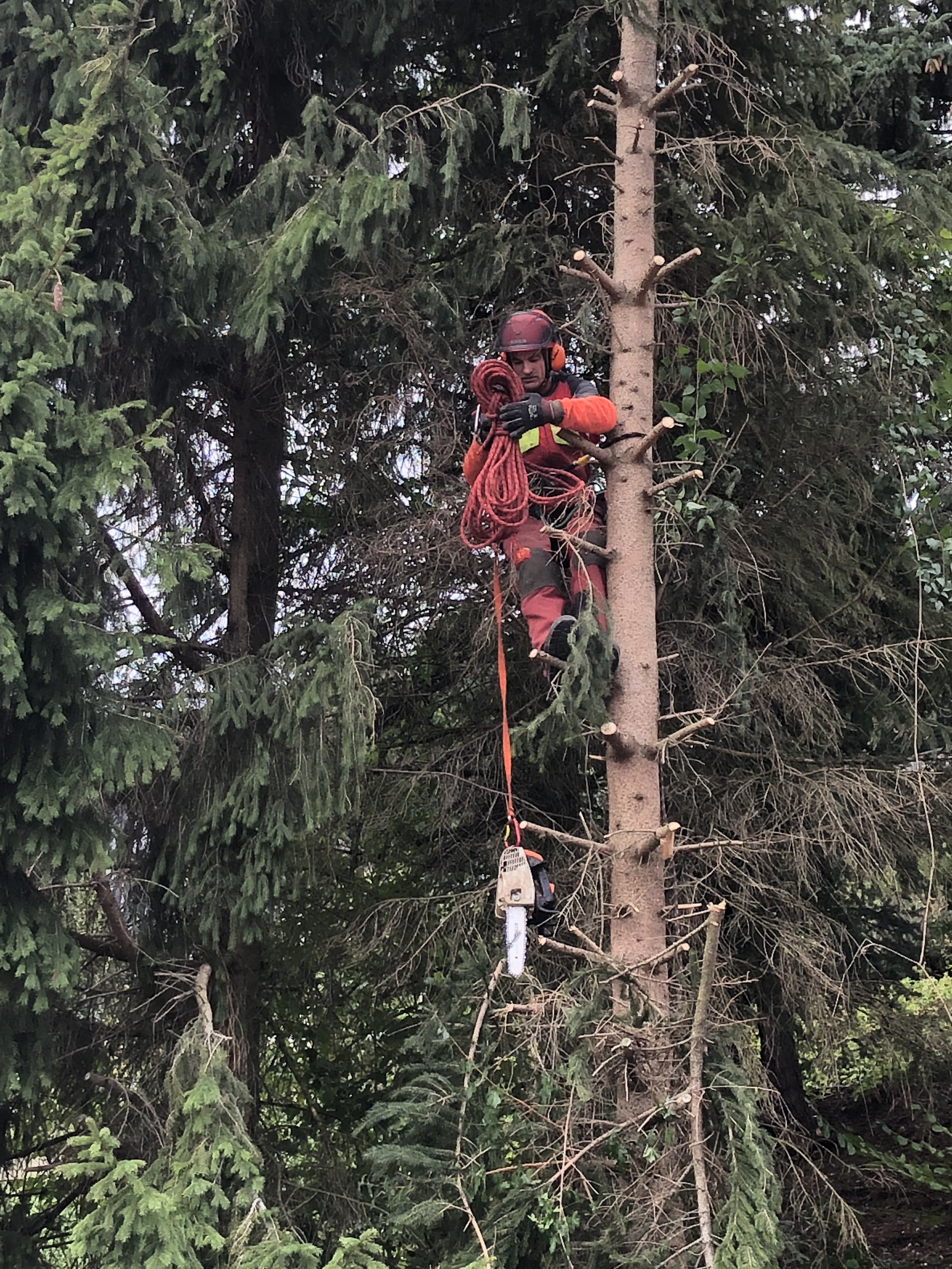 Almer Tanne fÃ¤llen.jpg